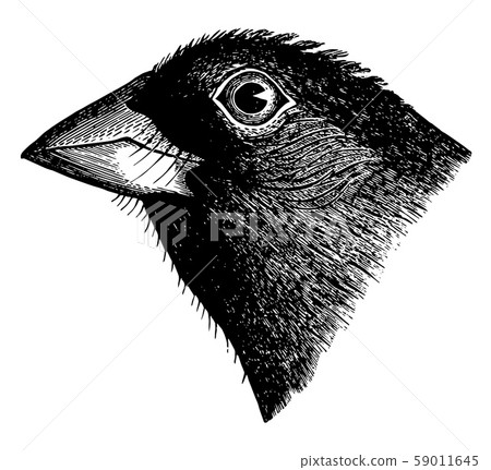 Blue Grosbeak Bill vintage illustration. 59011645