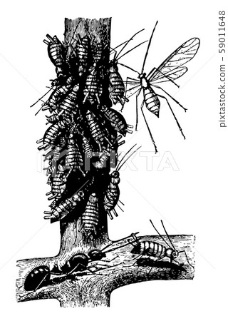 Ant and Plant Lice vintage illustration. 59011648