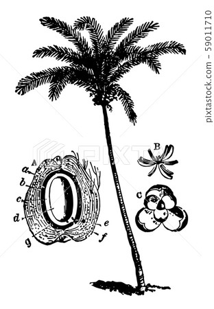 Coconut tree, vintage illustration Coconut tree, vintage illustration 59011710