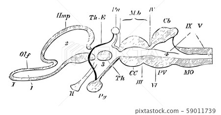 Vertical Section of a Vertebrate Brain vintage - Stock Illustration ...