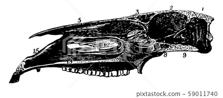 Longitudinal Section of Horse Skull vintage 59011740