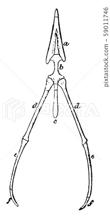 The Hyoid bone of a Rook vintage illustration. The Hyoid bone of a Rook vintage illustration. 59011746