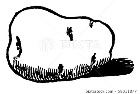 potato, vintage illustration potato, vintage illustration 59011877