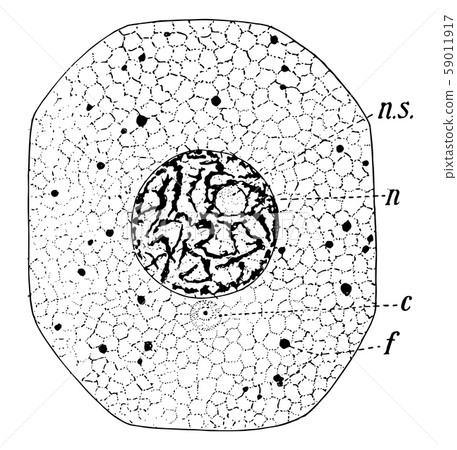 Typical amimal cell, vintage illustration Typical amimal cell, vintage illustration 59011917