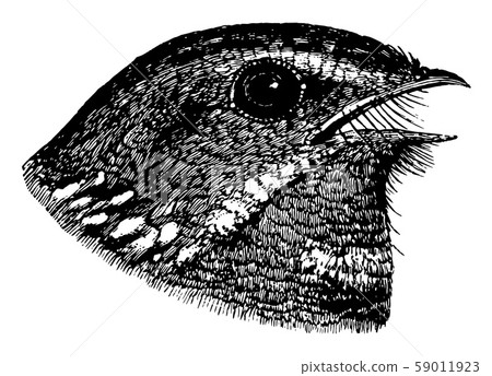 Fissirostral Bill of Nightjar, vintage 59011923