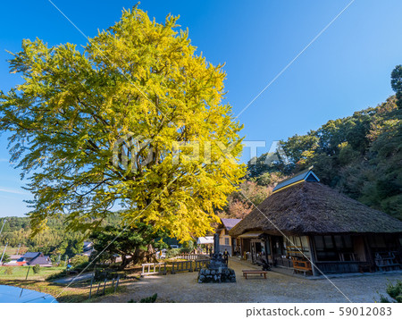 Kinpukuji很棒的銀杏 59012083