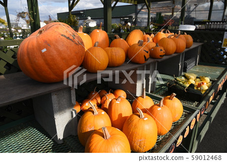 埃科林村 59012468