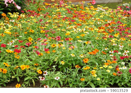 泰國清萊府的美法Lu花園 59013529