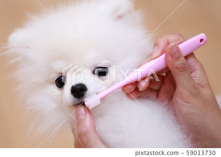 博美犬牙膏（猴子期間狗狗犬有機體動物家譜小狗兒童白色白色兒童） 59013730