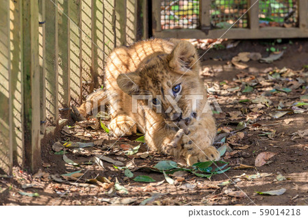 Lion's baby Lion's baby 59014218