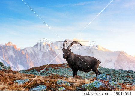 Wild goat in the France Alps Wild goat in the France Alps 59014591