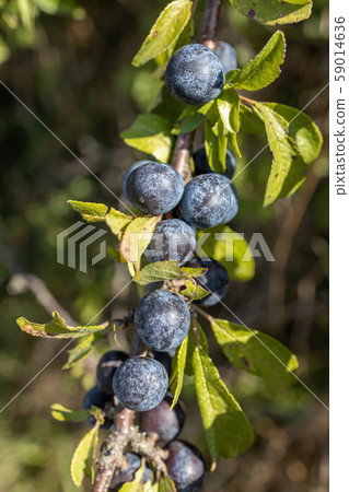 Acid ripe sloe ( Prunus spainosa) berries in Acid ripe sloe ( Prunus spainosa) berries in 59014636
