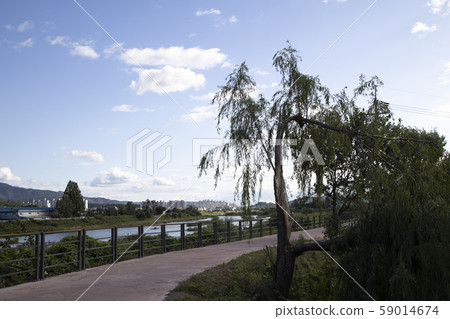 Riverside with trees broken by the typhoon 59014674