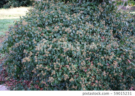 Kidota Kidota 59015231