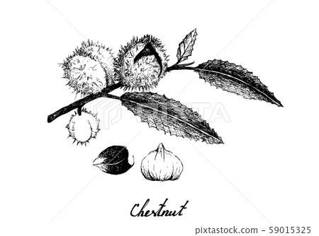Hand Drawn of Chestnuts on White Background Hand Drawn of Chestnuts on White Background 59015325