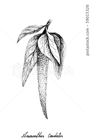 Hand Drawn of Red Amaranth on White Background Hand Drawn of Red Amaranth on White Background 59015326