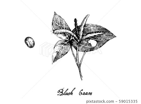 Hand Drawn of Black Gram on White Background 59015335