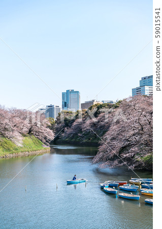 cherry blossom at chidori ga fuchi, tokyo, japan 59015541