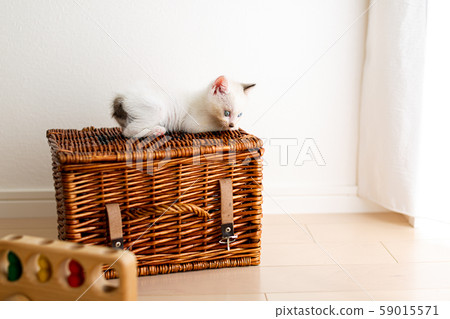 Kitten 4 weeks old Protected cat 59015571