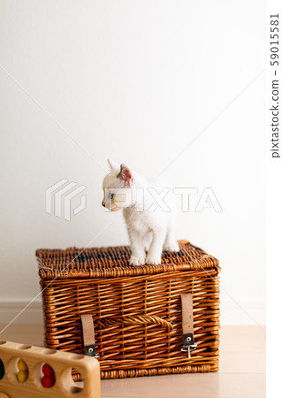 Kitten 4 weeks old Protected cat 59015581