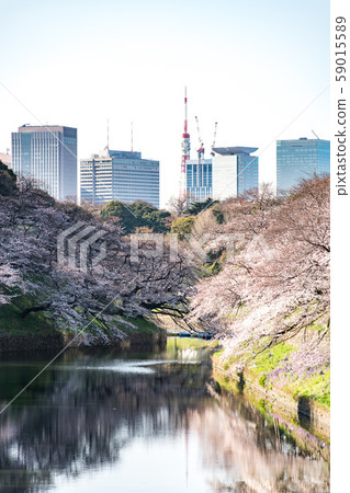 cherry blossom at chidori ga fuchi, tokyo, japan cherry blossom at chidori ga fuchi, tokyo, japan 59015589