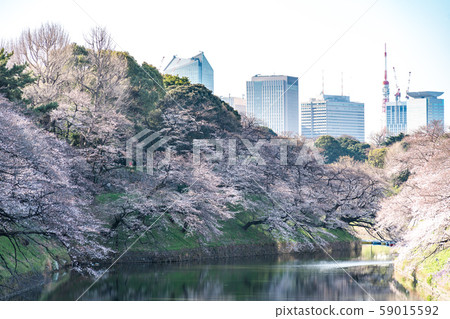 cherry blossom at chidori ga fuchi, tokyo, japan 59015592