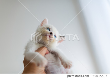 Kitten 4 weeks old Protected cat 59015593