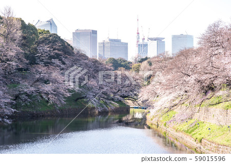 cherry blossom at chidori ga fuchi, tokyo, japan 59015596