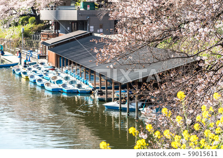 cherry blossom at chidori ga fuchi, tokyo, japan 59015611