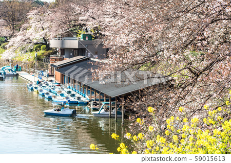 cherry blossom at chidori ga fuchi, tokyo, japan cherry blossom at chidori ga fuchi, tokyo, japan 59015613