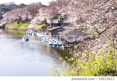 cherry blossom at chidori ga fuchi, tokyo, japan cherry blossom at chidori ga fuchi, tokyo, japan 59015621