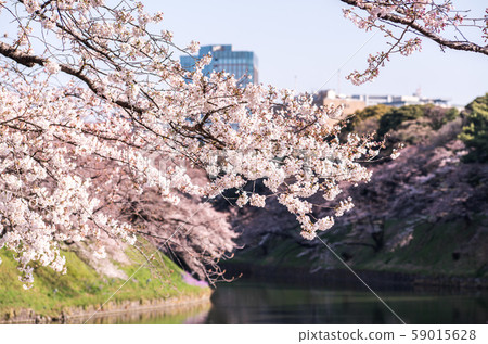 cherry blossom at chidori ga fuchi, tokyo, japan 59015628