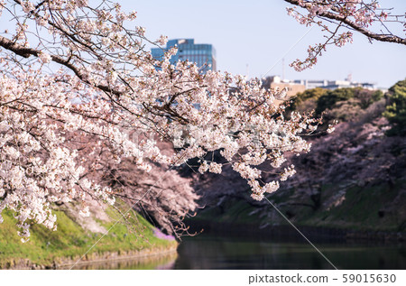 cherry blossom at chidori ga fuchi, tokyo, japan cherry blossom at chidori ga fuchi, tokyo, japan 59015630
