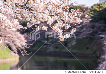 cherry blossom at chidori ga fuchi, tokyo, japan 59015641