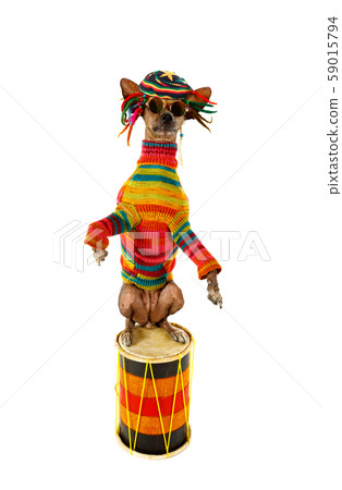 Xoloitzcuintli dog standing up on its hind legs on 59015794