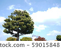 Cloud and Tree 59015848