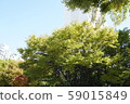 Tree 59015849