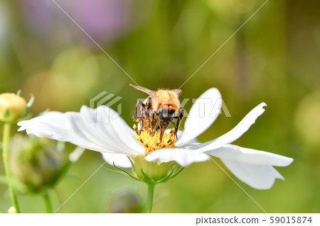 Tiger bee Tiger bee 59015874