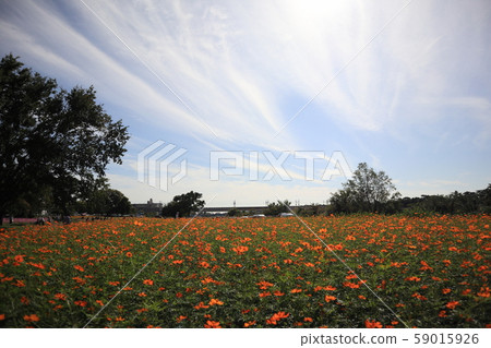 水葫蘆 水葫蘆 59015926