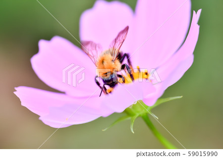 Tiger bee Tiger bee 59015990