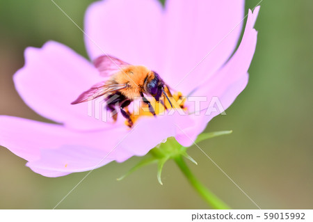 Tiger bee 59015992