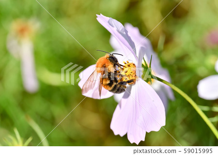 Tiger bee 59015995