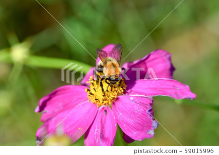 Tiger bee Tiger bee 59015996