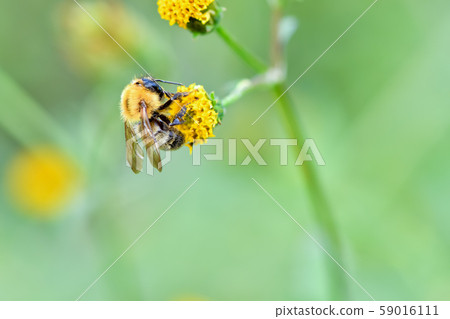 虎蜂 虎蜂 59016111