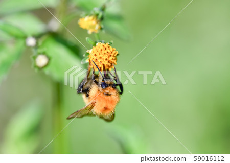 Tiger bee Tiger bee 59016112