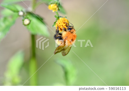虎蜂 59016113