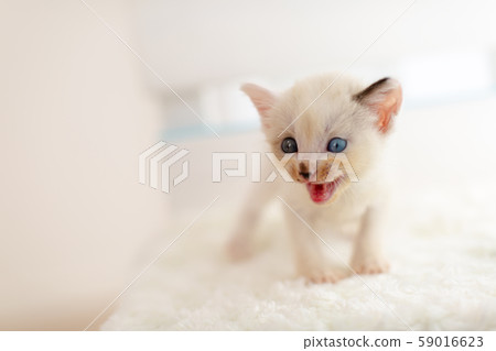 小貓4週齡受保護的貓 59016623