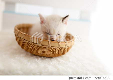 Kitten 4 weeks old Protected cat 59016629