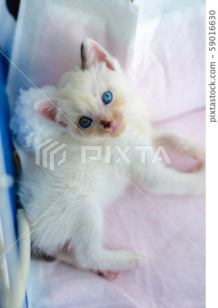 小貓4週齡受保護的貓 59016630