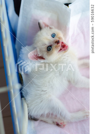 Kitten 4 weeks old Protected cat Kitten 4 weeks old Protected cat 59016632